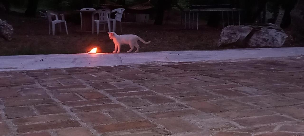 Azienda Agrituristica La Torretta Tocco da Casauria المظهر الخارجي الصورة